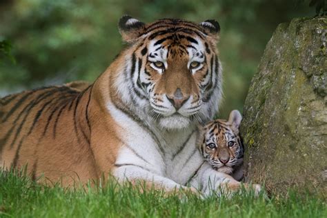 Tiger and cub - Watch this 3-pound baby tiger get big enough to pounce around in the snow! 🧡You can keep up with Dash by checking out Wildcat Sanctuary on Instagram: http:/...